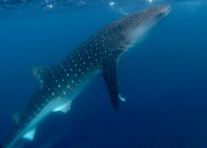 whale sharks in the Caribbean