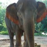elephant in Thailand