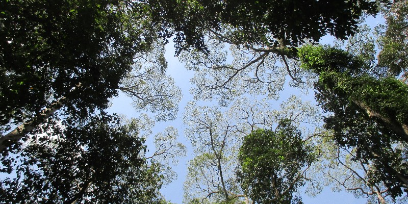 How is the Palm Oil Industry Threatening Borneo’s Natural Environment?