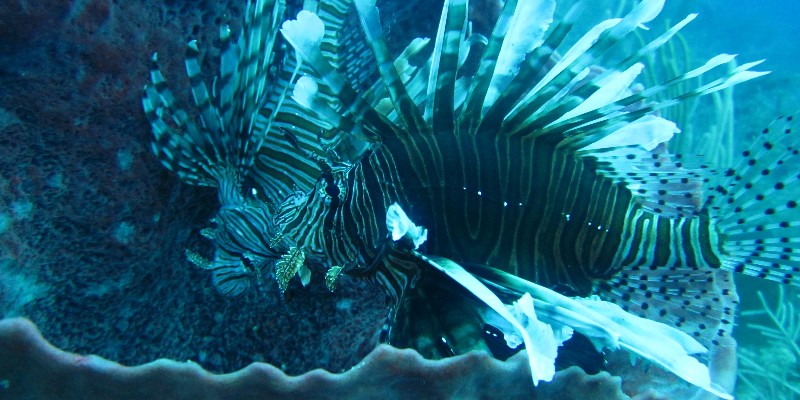 Become a Lionfish Hunter this September!