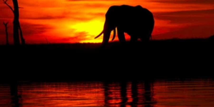 African Elephants Could be Extinct in the Wild within Decades