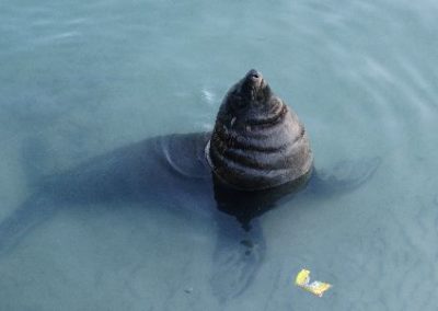 Cape Town Hout Bay seal enjoying the sunshine