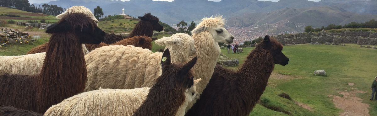 group of alpacas at machu picchu
