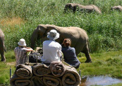 Monitoring elephants small Namibia