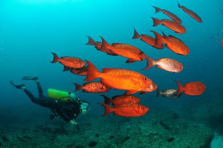 diver underwater swimming next to a school of orange fish