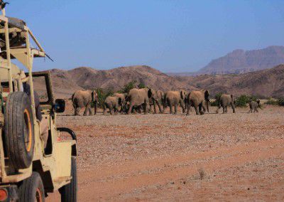 Tracking a herd Namibia