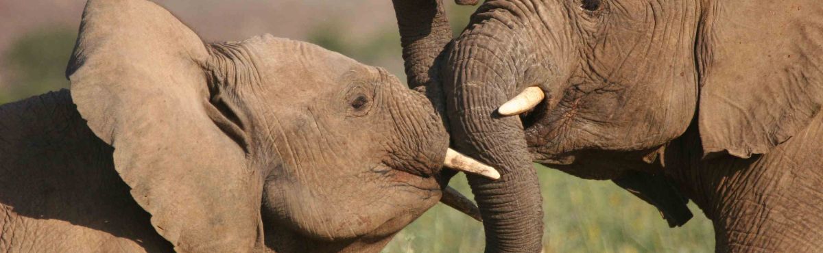 Two elephants having a tusk fight in Africa