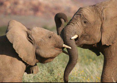 Two elephants having a tusk fight in Africa