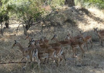 Wildlife Conservation Research Internship in Victoria Falls national park impala