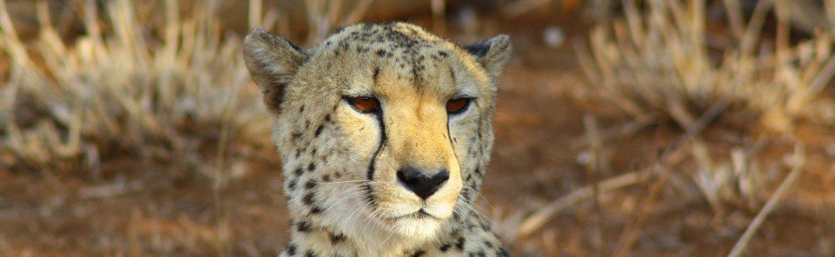 close up of cheetah resting in the savannah