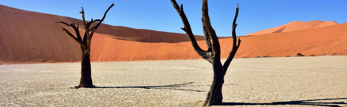 orange desert plains and 2 trees in Namibia