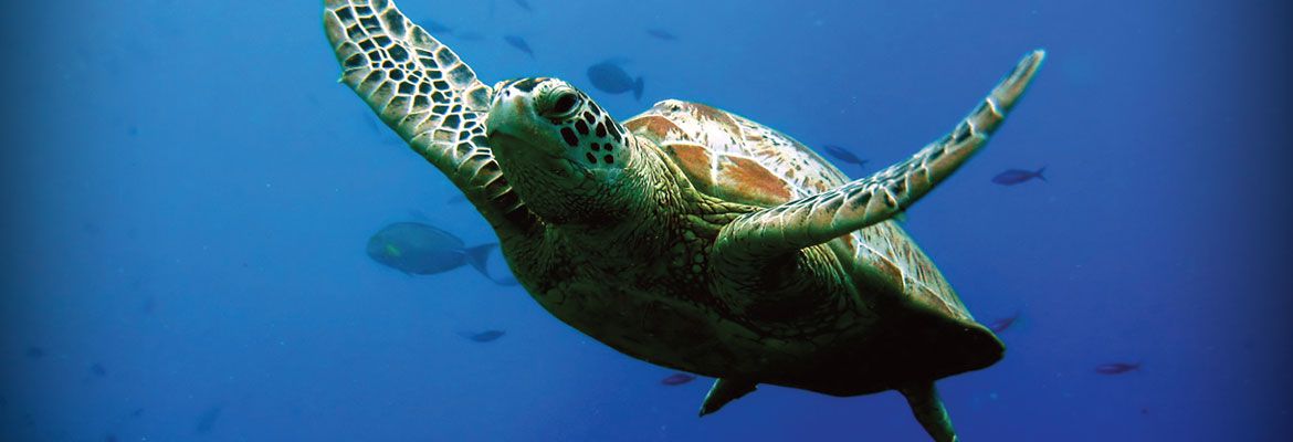 turtle swimming through blue water