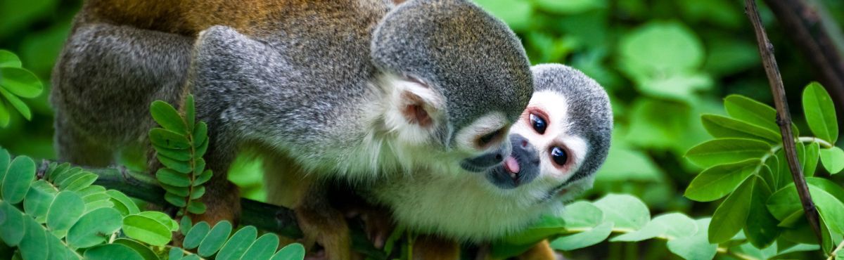 two monkeys in a tree sticking their tongues out