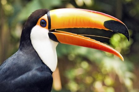 close up of a toucan bird with long yellow beak