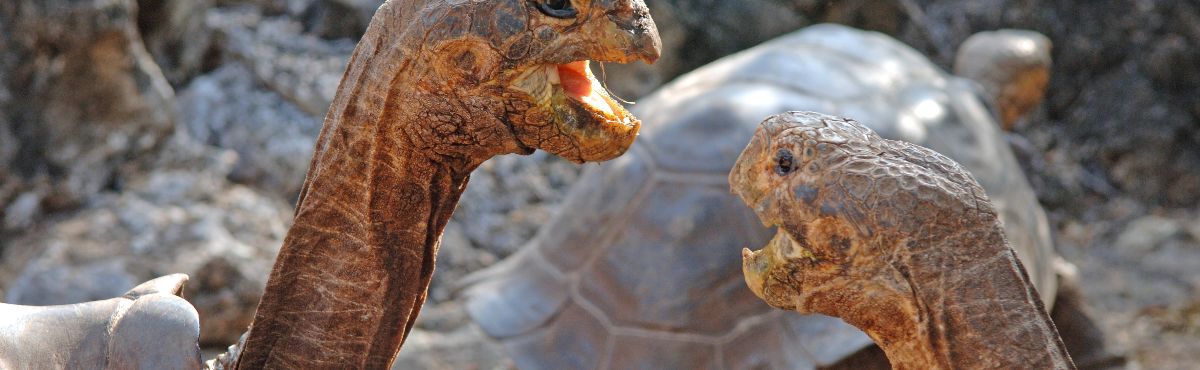 close up of two turtles eating