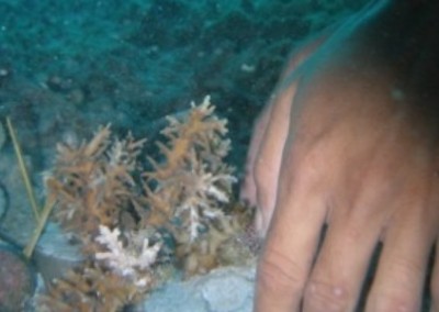 Acropora corals coral reef conservation and diving in Borneo