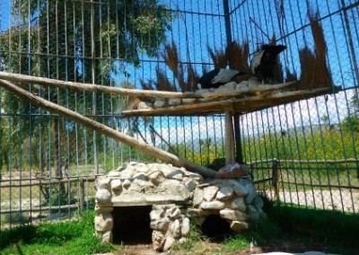 Animals in enclosure veterinary internship Bolivia