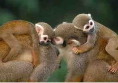 family of monkeys' image captured by a photography volunteer in South Africa