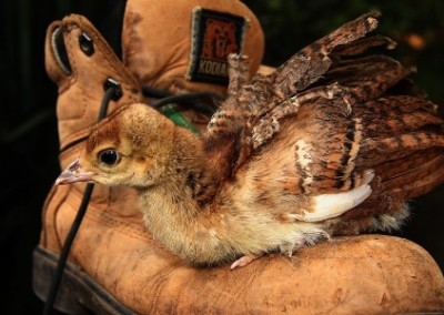 Baby peacock Prevet Wildlife Rescue and Rehabilitation in Zimbabwe