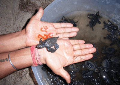 Baby turtle in hand Turtle Conservation in Sri Lanka