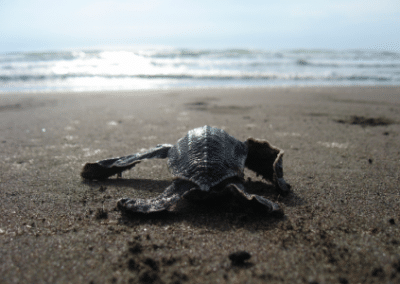 Baby turtle rainforest conservation Costa Rica