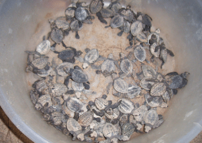 Baby turtles Turtle Conservation in Sri Lanka