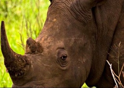 Black Rhino Black Rhino, Elephant and big cat research and conservation South Africa