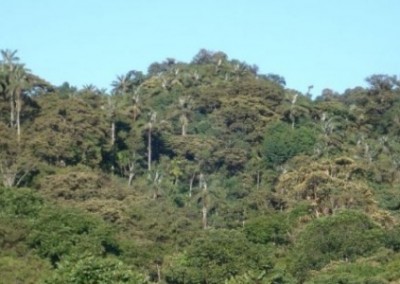 Canopy agro forestry Ecuador