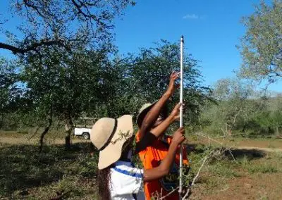 Canopy height measurement teamwork Conservation Internship