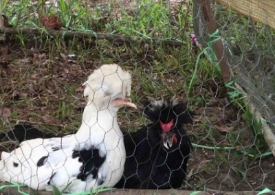 Chicken spring break farming Belize