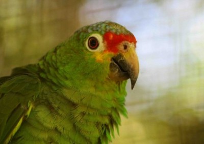 Colourful Bird teaching and development Belize