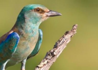 Colourful bird photography and conservation in Kruger South Africa