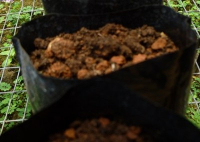 Compost conservation in amazon and coast Ecuador