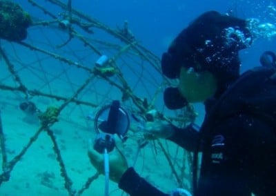 Conservation work Island Marine Conservation with Diving Certification in Thailand