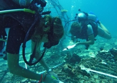 Data collection Island Marine Conservation with Diving Certification in Thailand