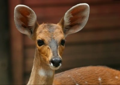 Deer Prevet Wildlife Rescue and Rehabilitation in Zimbabwe