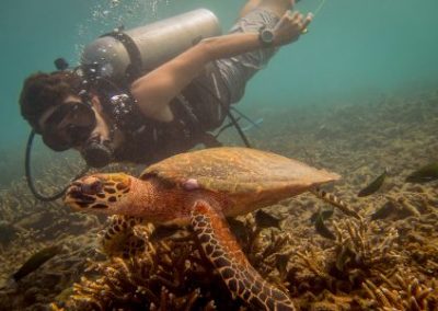 Diver with Turtle Marine Conservation Thailand