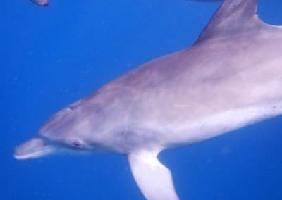 Dolphin Dolphin and Marine Conservation in Zanzibar