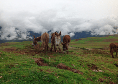 Donkeys in mountains Microfinance vounteer placement Peru