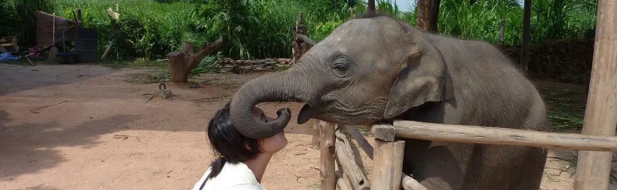 Elephant Kiss Elephant Welfare Eastern Mahout Communities Thailand
