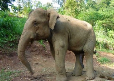 Elephant Work with Rescued Elephants Reforestation and Rural Communities in Thailand