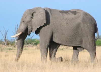 Elephant walking Safari