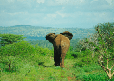 Elephant wildlife and community internship South Africa