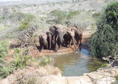 Elephants drinking at water hole family wildlife research South Africa