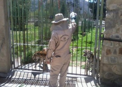 Feeding jaguars construction and animal welfare Bolivia