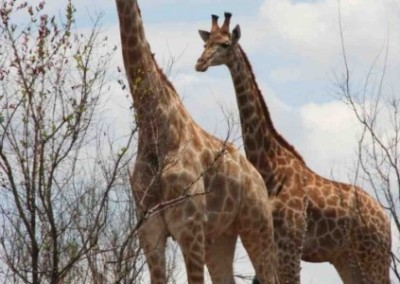 Giraffes Volunteer Building with Kruger Safari in Swaziland
