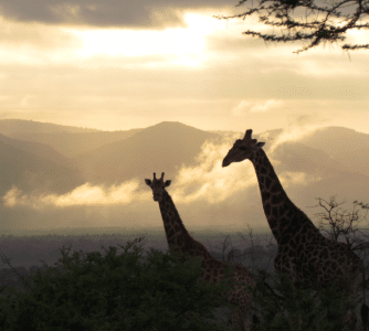 Giraffes wildlife and community internship South Africa