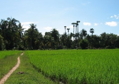 Grassy area Building and Garden Volunteer in Cambodia