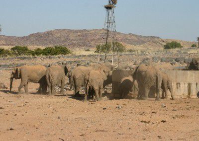 H2 herd drinking water at farm Namibia