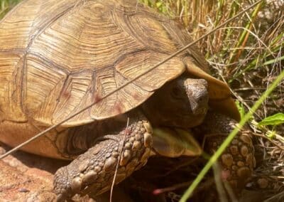 A tortoise strolls along the ground.